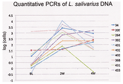 �h�C�c���ی��L�w��